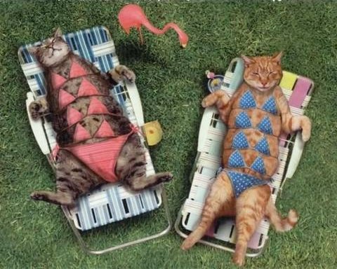 Images/Feline Bikini.jpg